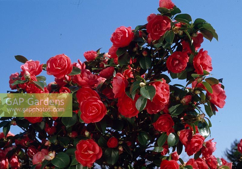 Camellia JAPONICA 'e... stock photo by Friedrich Strauss, Image: 0834874