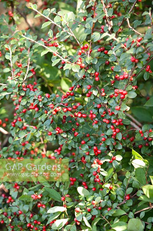 Cotoneaster dammeri