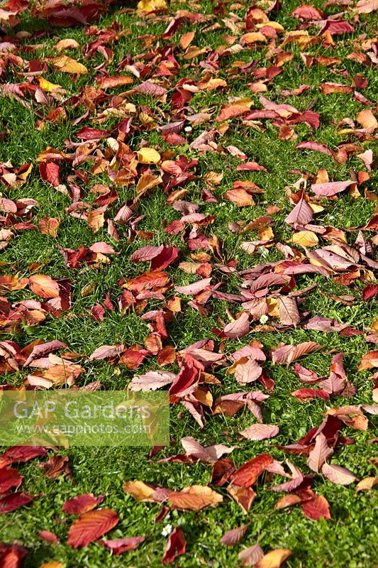 Fagus sylvatica, autumn leaves