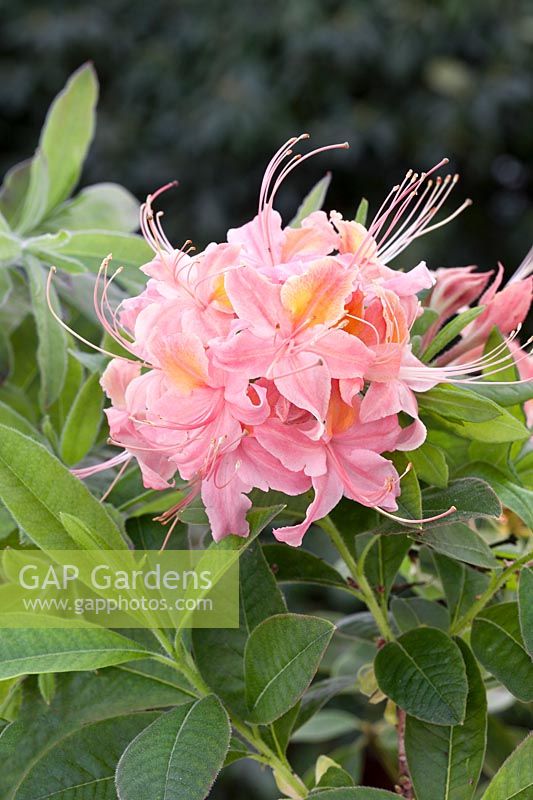 Rhododendron beasley Jack Andrews