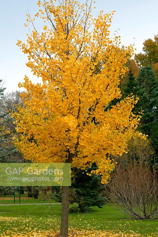 Ginkgo biloba Princeton Sentry