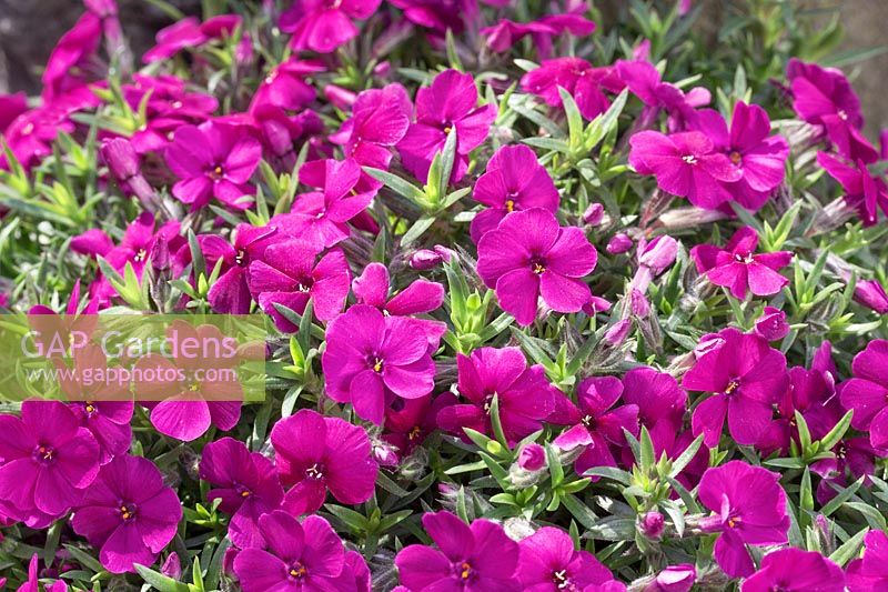 Phlox Red Admiral