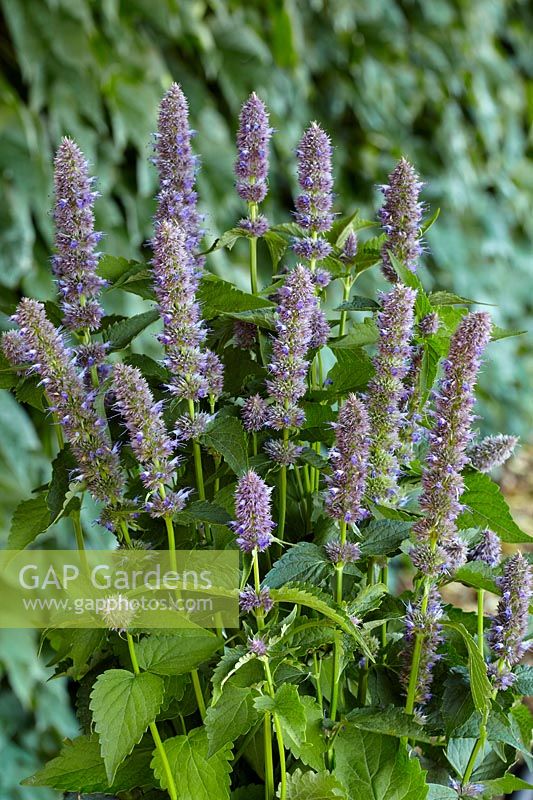 Agastache Blue Fortune