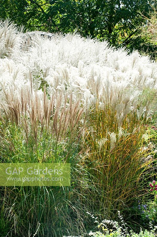 Ornamental grass mix with Miscanthus and Calamagrostis