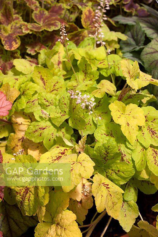 Heuchera Falls ™ Series  Yellowstone Falls