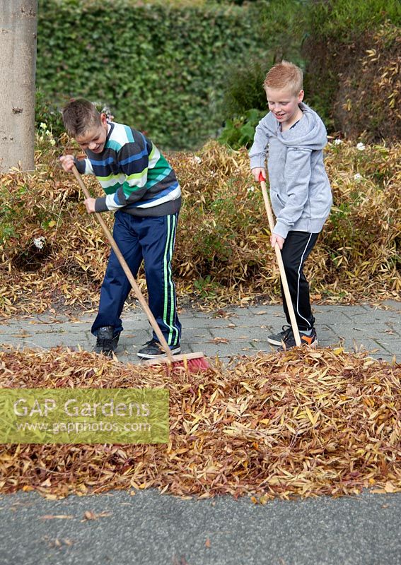 Boys raking fall leaves