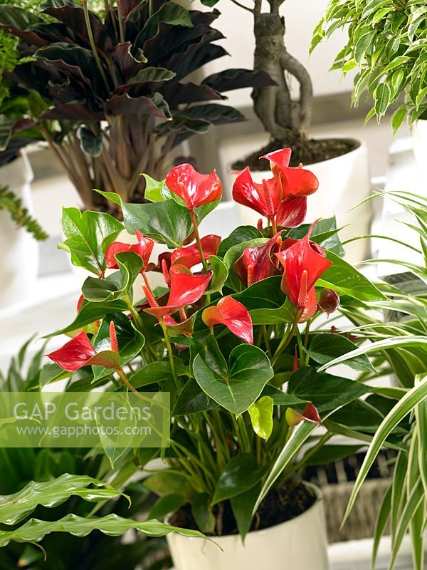 Anthurium andreanum