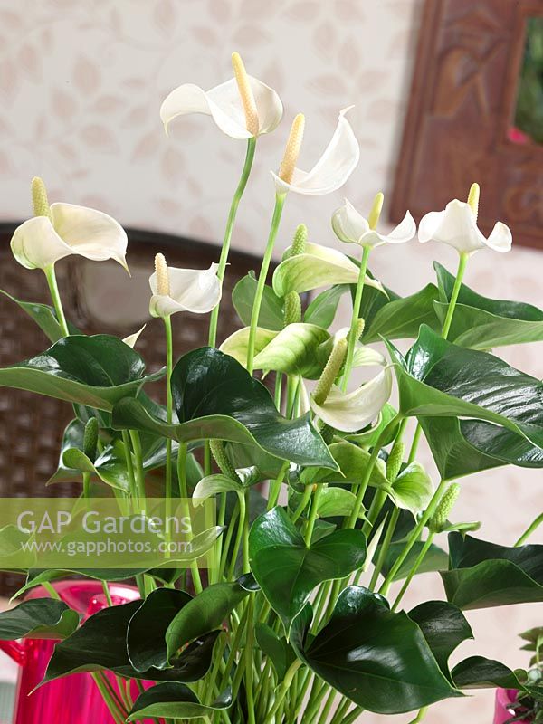 Anthurium andreanum White Champion