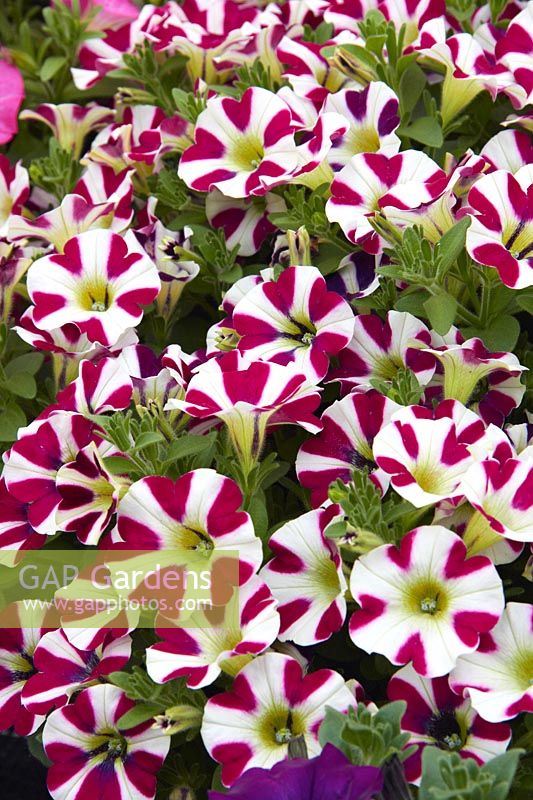Petunia Cascadias ™ Bicolor Cabernet