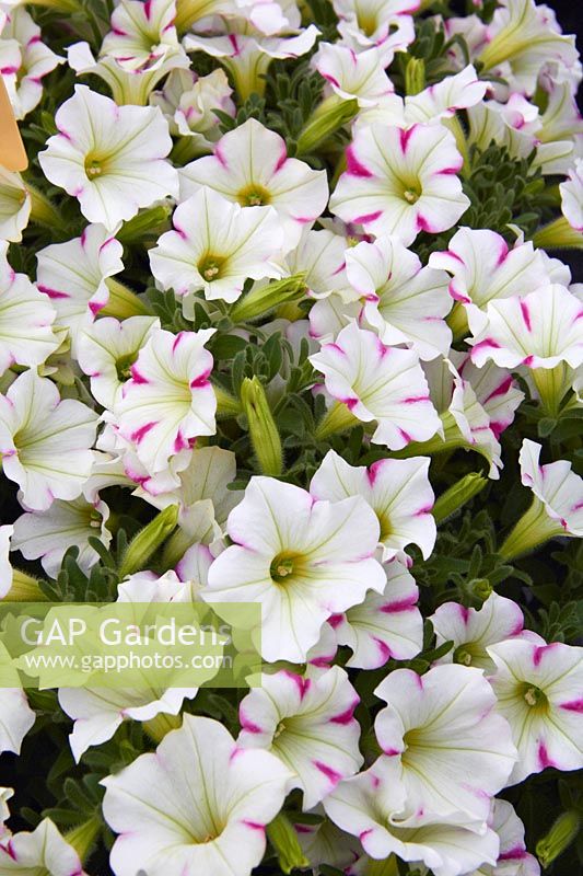 Petunia Cascadias ™ Bicolor Pastel