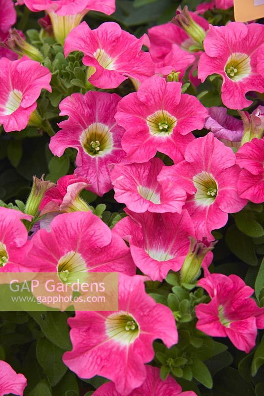 Petunia Cascadias ™ Pink