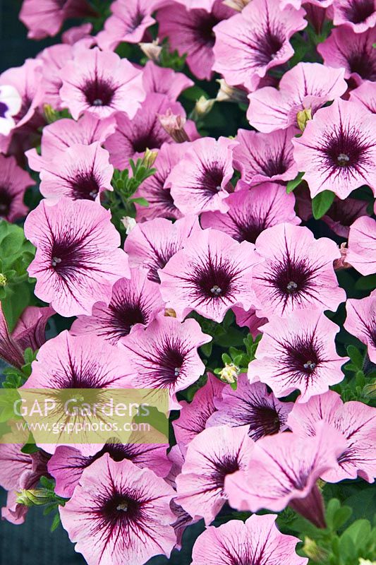 Petunia Cascadias ™ Purple Spark