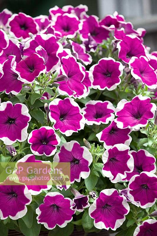 Petunia Ragtime