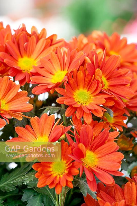 Chrysanthemum Hilo ™ Tangerine
