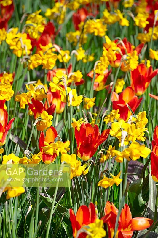 Tulipa fosteriana Juan and Narcissus jonquilla Quail