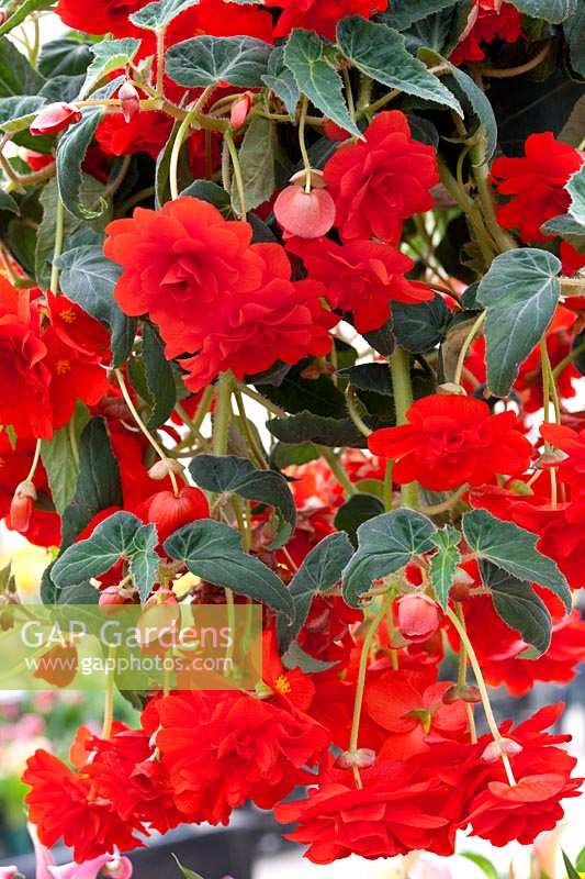 Begonia AmeriHybrid ® Hanging Basket Red