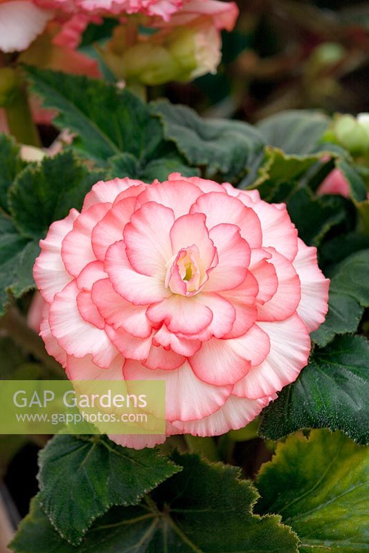 Begonia AmeriHybrid ® Picotee White Pink