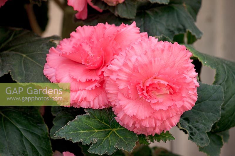 Begonia AmeriHybrid ® Picotee Ruffled Pink
