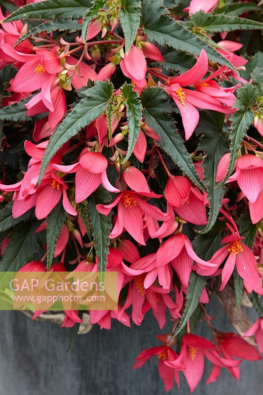 Begonia Crackling Fire ® Pink