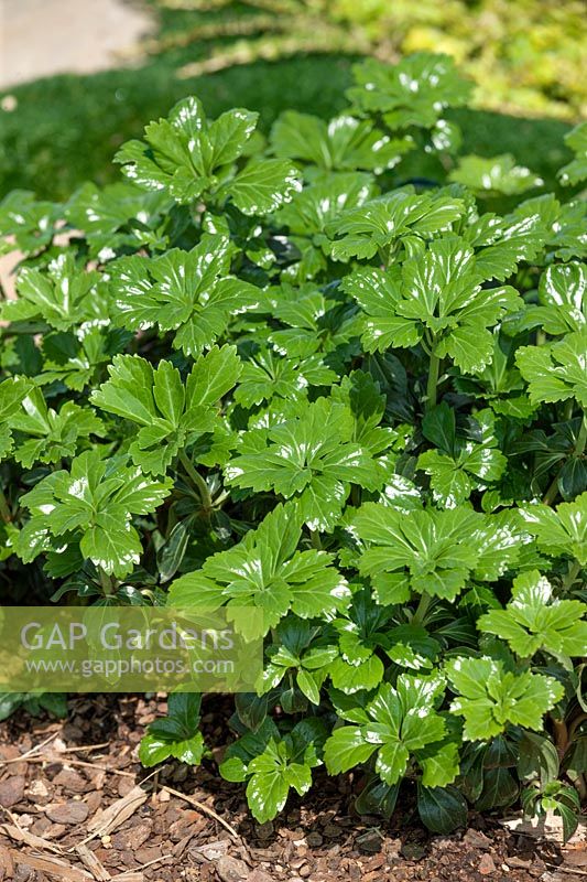 Pachysandra terminalis