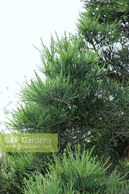 Sequoiadendron giganteum