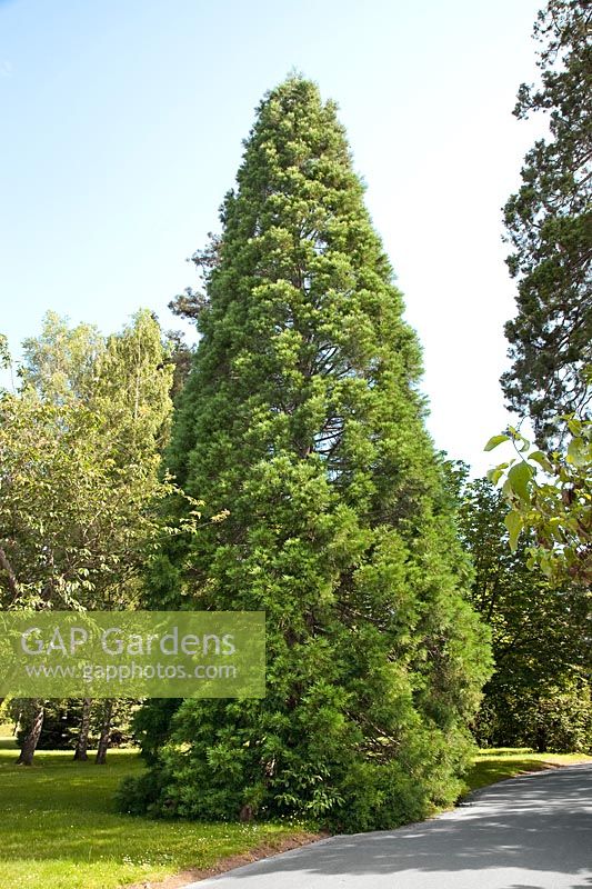 Sequoiadendron giganteum