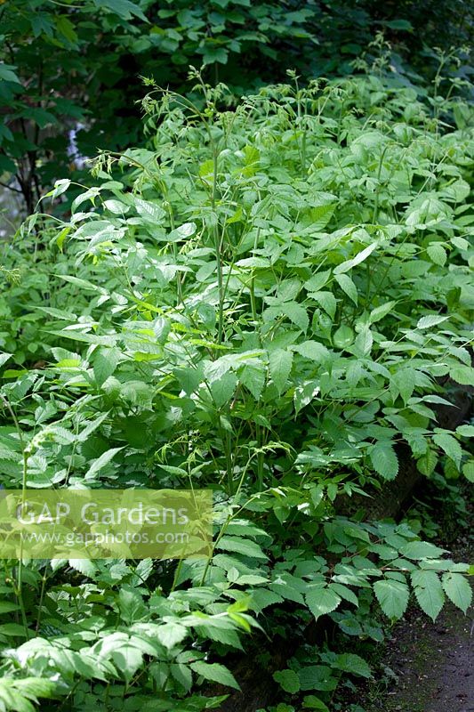 Aruncus dioicus