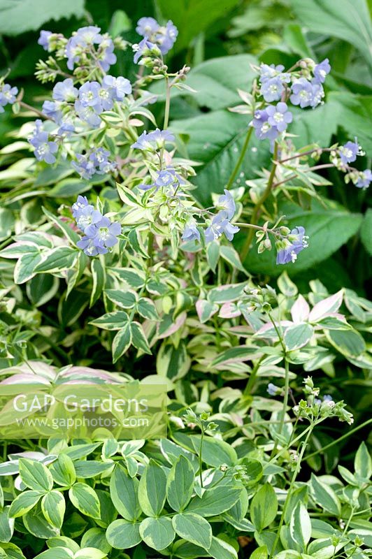 Polemonium reptans Stairway to Heaven