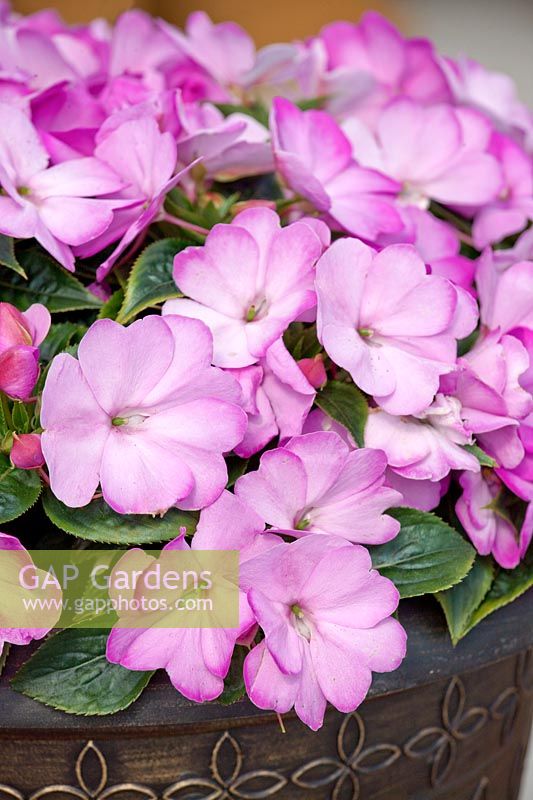 Impatiens Harmony Radiance ™ Lilac