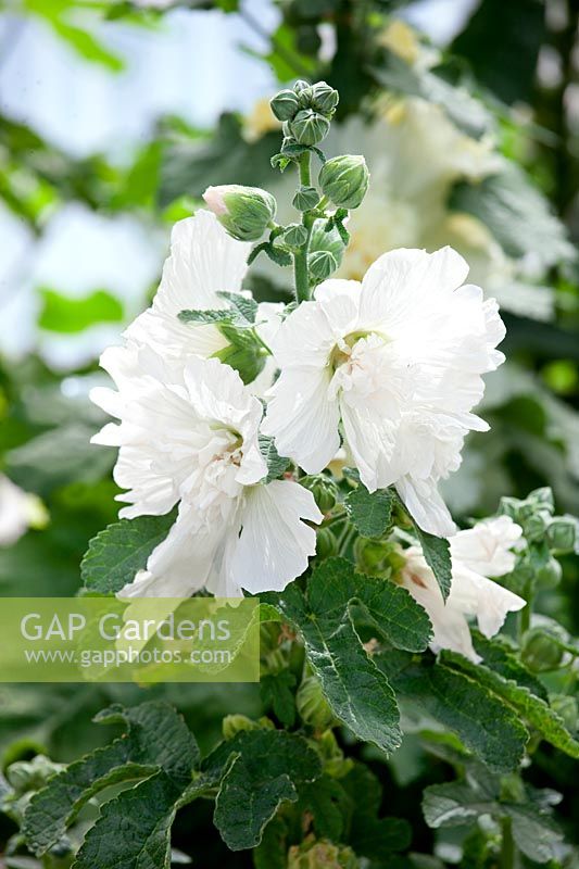 Alcea Spring Celebrities White