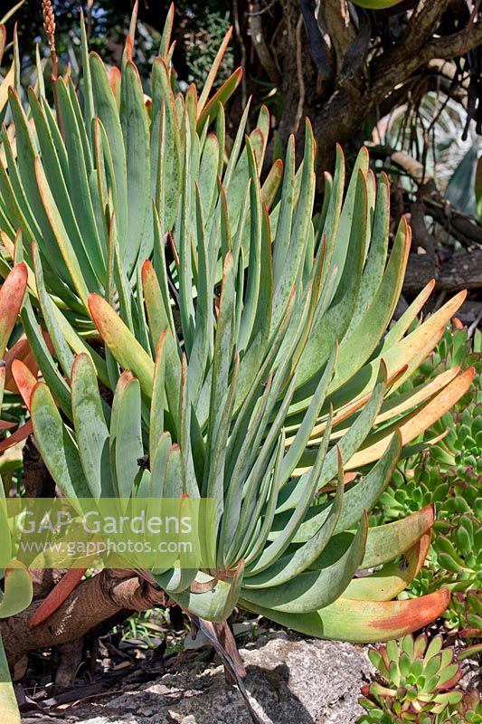 Aloe plicatilis