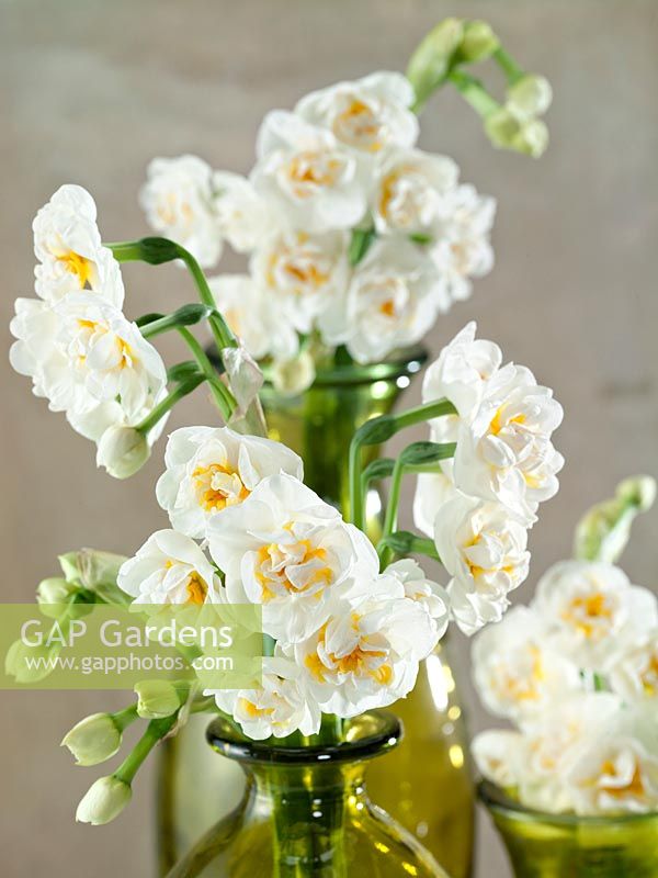 Narcissus Double Bridal Crown in vase