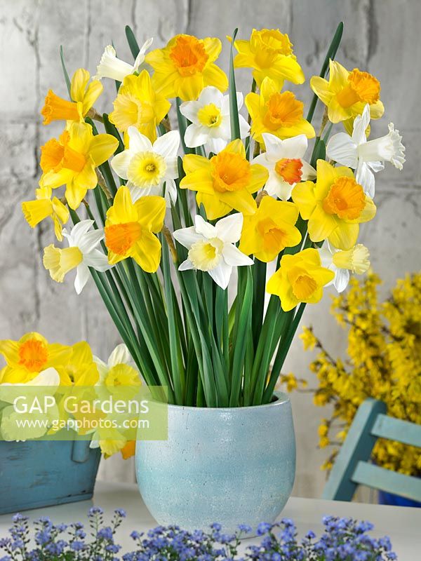 Narcissus Trumpet mixed colours in vase