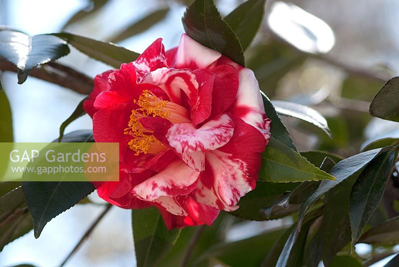 Camellia japonica Guilio Nuccio Variegated