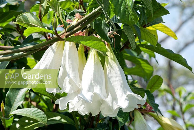 Beaumontia grandiflora