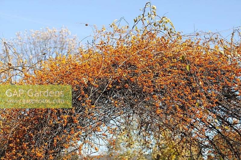 Celastrus orbiculatus Diana, fruits