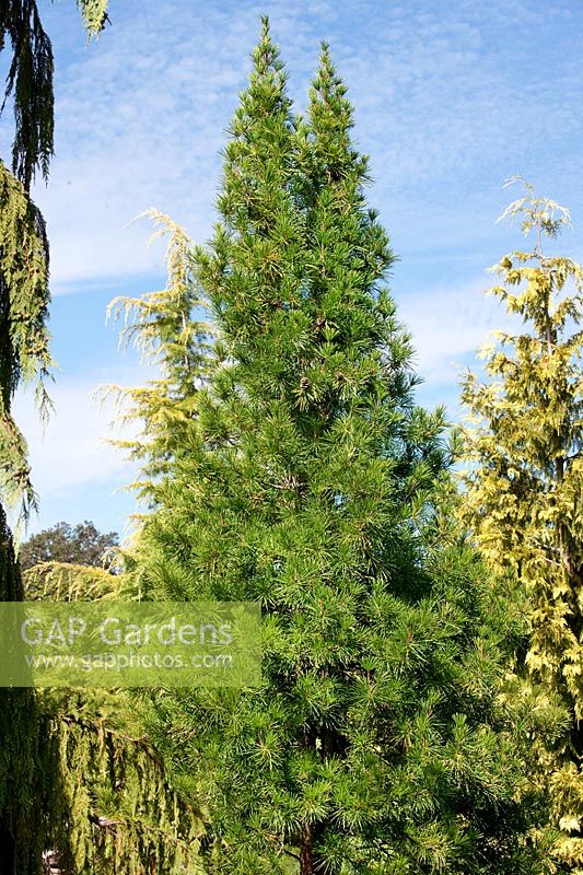 Sciadopitys verticillata Wintergreen
