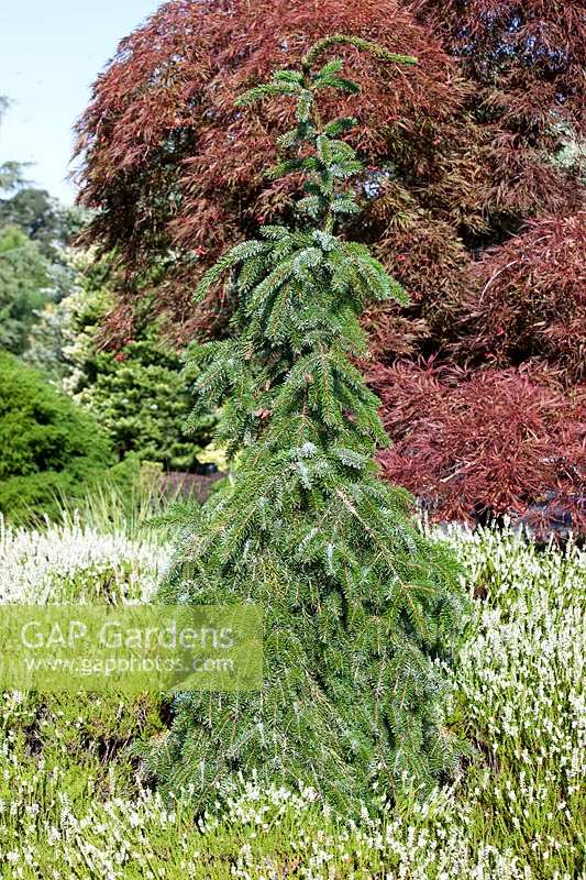 Picea abies Frohburg