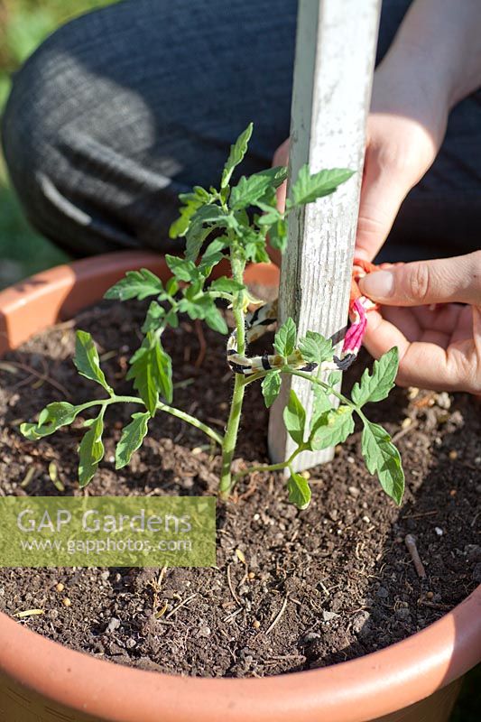 Planting instruction tomatoes, step 6
