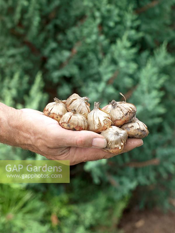 Planting instruction bulbs and tubers / step 1