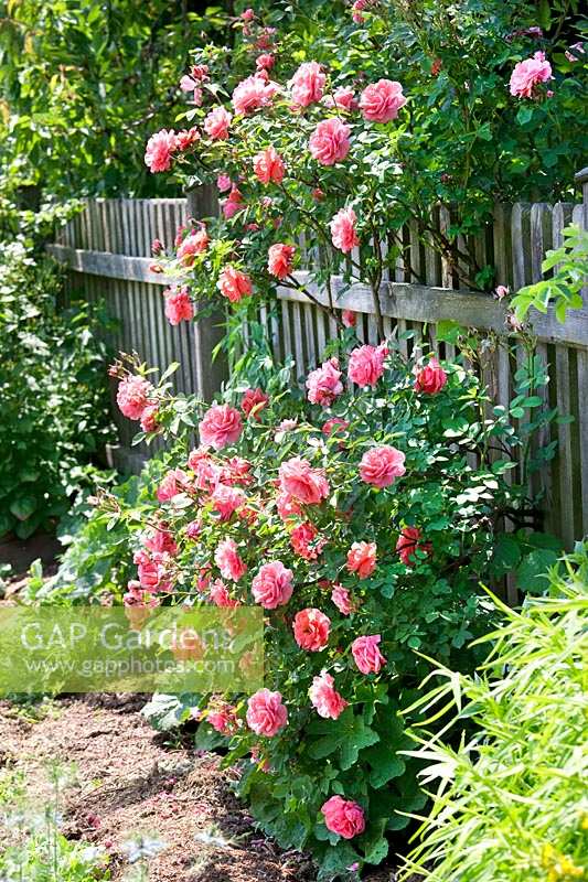 Shrub rose with wooden fence