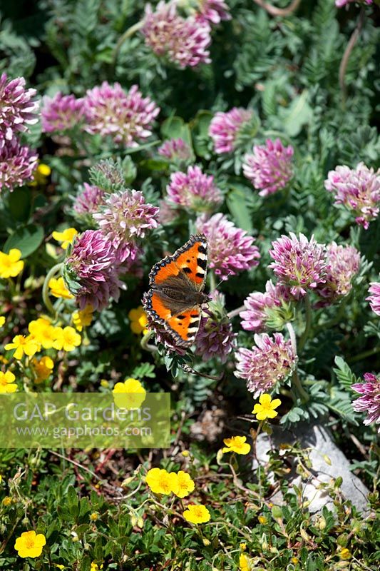 Anthyllis montana with butterfly