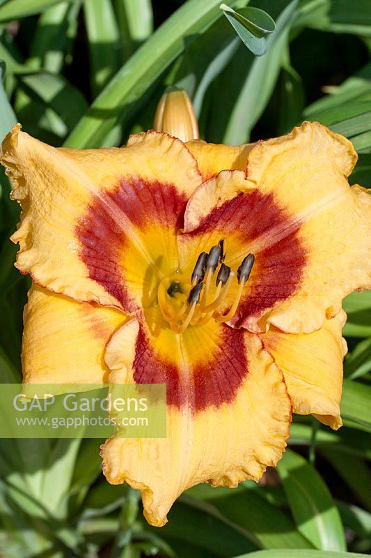 Hemerocallis April's Fool