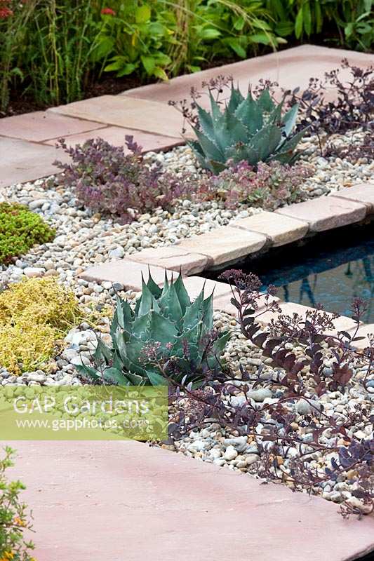 Modern pond with succulents