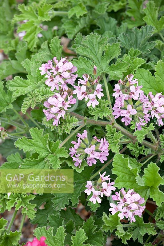 Pelargonium Attar of Roses