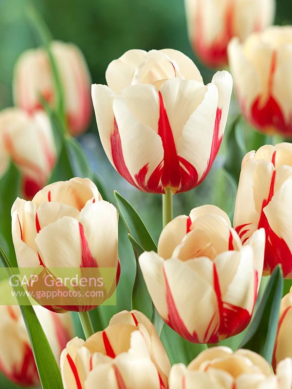 Tulipa Single Late World Expression