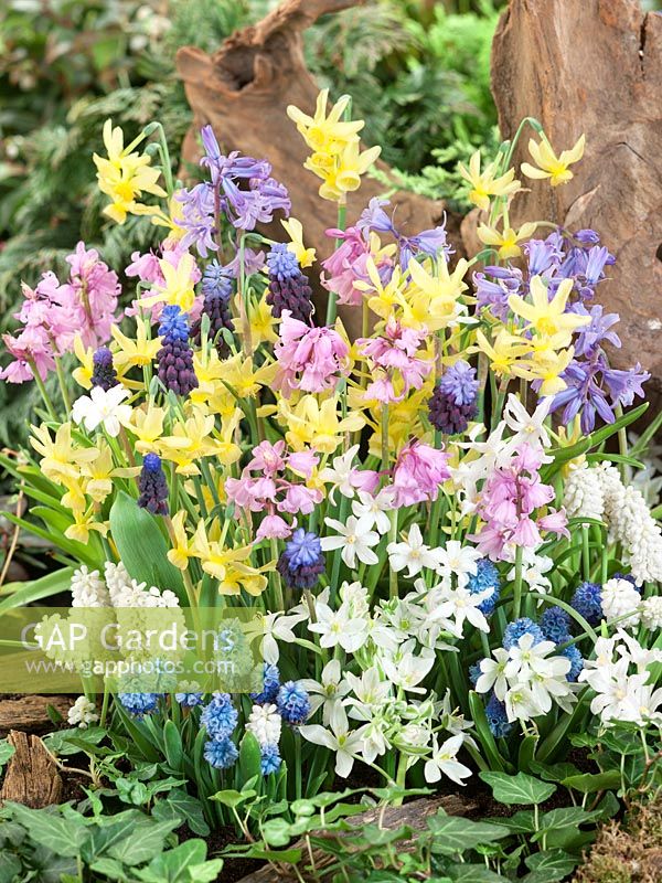 Flower bulbs mixed in spring with Narcissus, Muscari, Scilla, Ornithogalum
