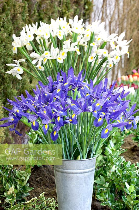 Iris x hollandica Nova Saphire in iron vase