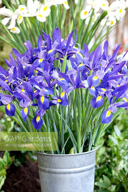 Iris x hollandica Nova Saphire in iron vase