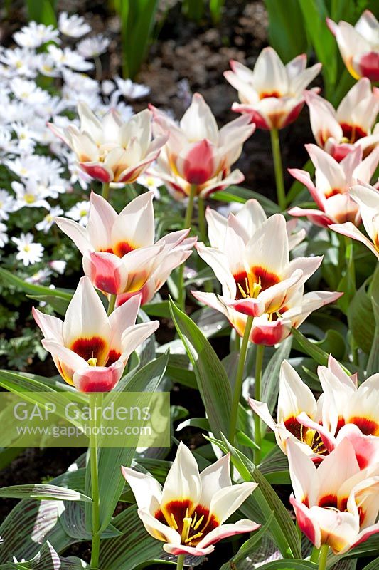 Tulipa greigii Lady Diana